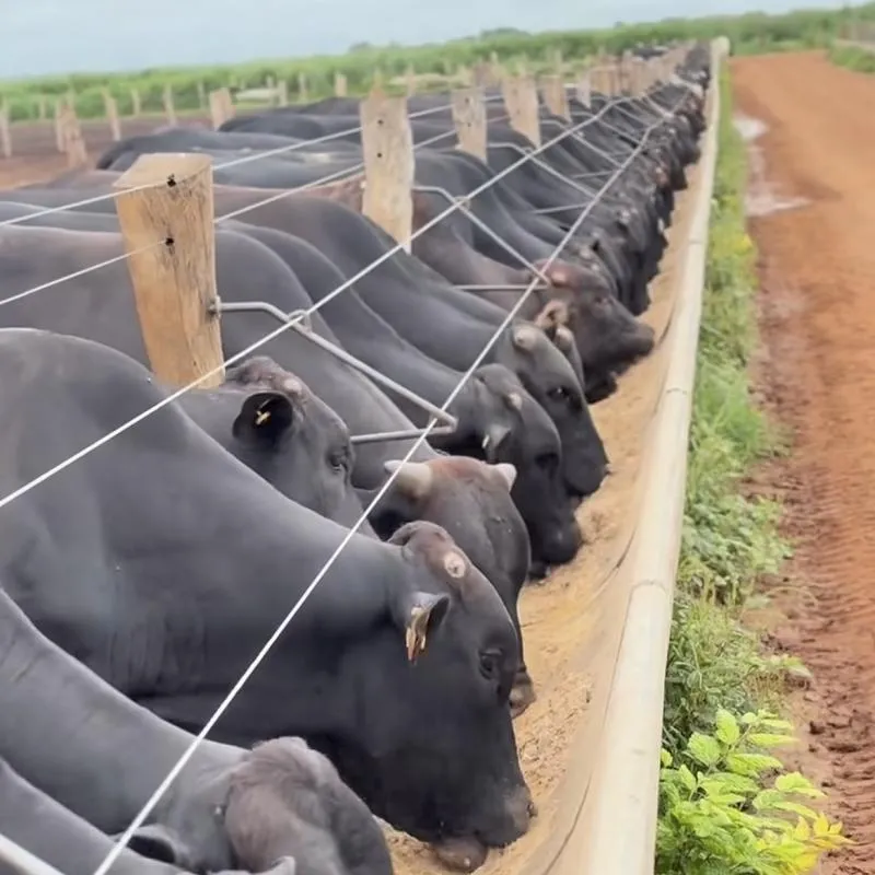 Cabeça de gado ao vivo